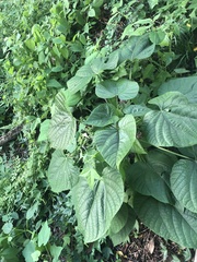 Clerodendrum japonicum