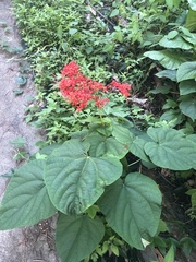 Clerodendrum japonicum