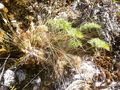 Anisotome cauticola