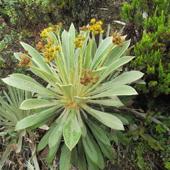 Espeletia rabanalensis