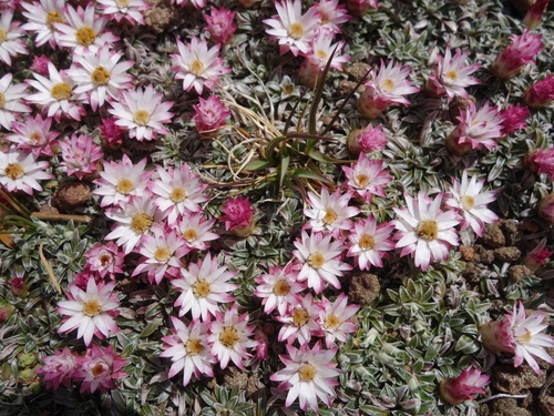 Image of Helichrysum praecurrens by (c) Tammy, some rights reserved (CC BY-SA)