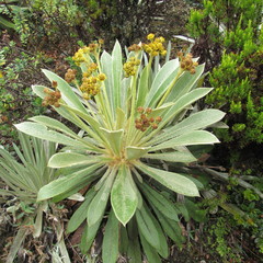 Espeletia rabanalensis