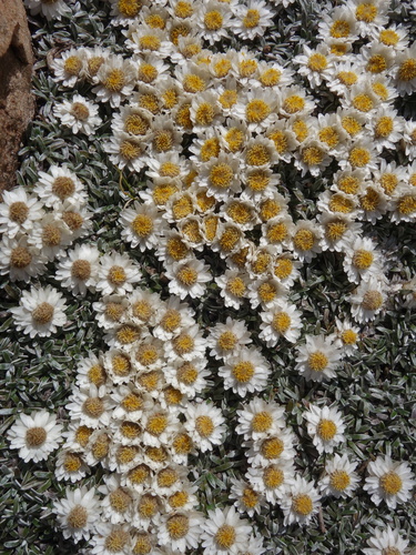 Image of Helichrysum sessilioides by (c) Tammy, some rights reserved (CC BY-SA)