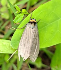 Macrobrochis staudingeri
