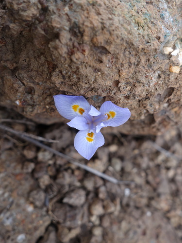 Alpine Tulp (Moraea alpina)