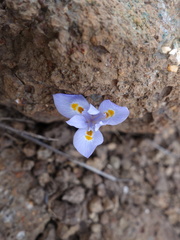 Moraea alpina