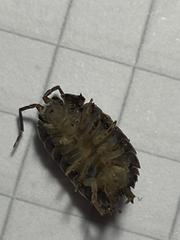 Porcellio laevis