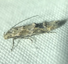 Mompha solomoni