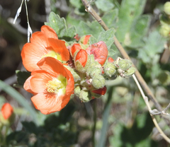 Sphaeralcea munroana