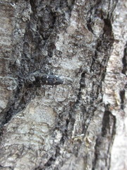 Sphinctotropis laxa