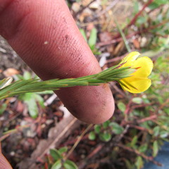 Hypericum strictum