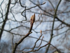 Amelanchier × lamarckii