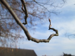 Amelanchier × lamarckii