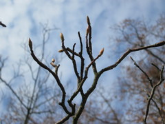 Amelanchier × lamarckii