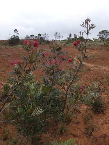 Grevillea banksii