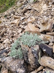 Artemisia alaskana
