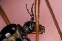 Dictenidia bimaculata