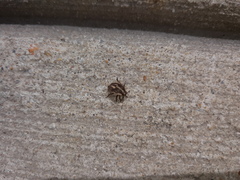 Holcostethus limbolarius