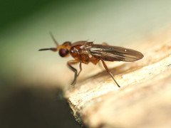 Ceratobarys eulophus