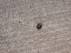 Holcostethus limbolarius