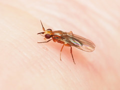 Ceratobarys eulophus