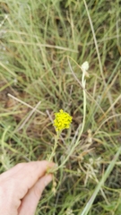 Lasiosiphon sericocephalus