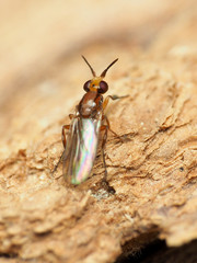 Ceratobarys eulophus