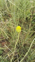 Lasiosiphon sericocephalus