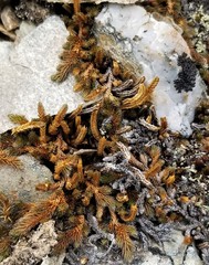 Selaginella sibirica