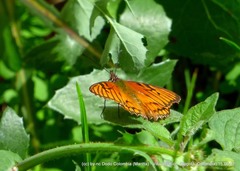 Dione glycera