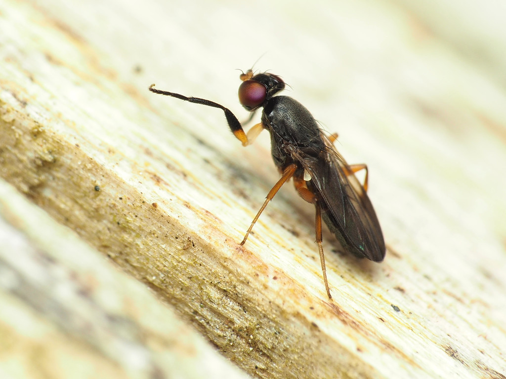 Heteromeringia