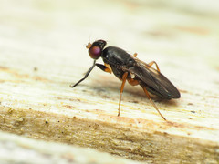 Heteromeringia nitida