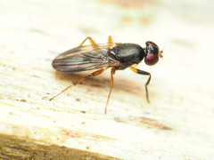 Heteromeringia nitida