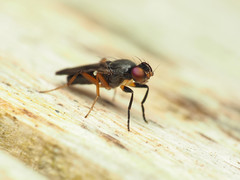 Heteromeringia nitida