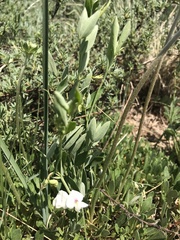 Lathyrus laetivirens