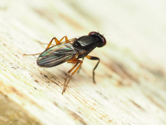 Heteromeringia nitida