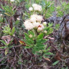 Monticalia pulchella