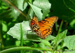 Dione glycera
