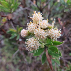 Monticalia pulchella