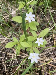 Lysimachia europaea