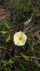 Ipomoea obscura obscura