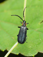 Calochromus perfacetus