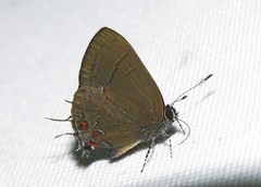 Calycopis vitruvia
