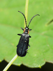 Calochromus perfacetus