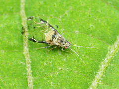 Sarucallis kahawaluokalani