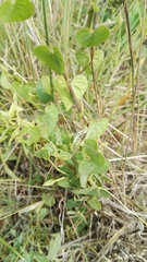 Ipomoea obscura obscura