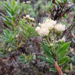 Monticalia pulchella