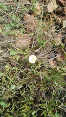 Ipomoea obscura obscura