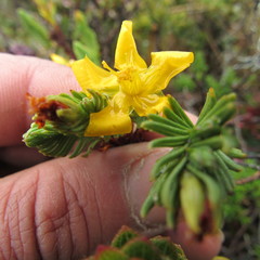 Hypericum lancioides