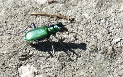 Cicindela denikei